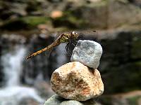 Dragonfly_on_Stonepile.jpg